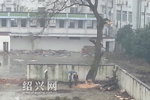 大树遭砍伐(网友“保佑桥头”提供)