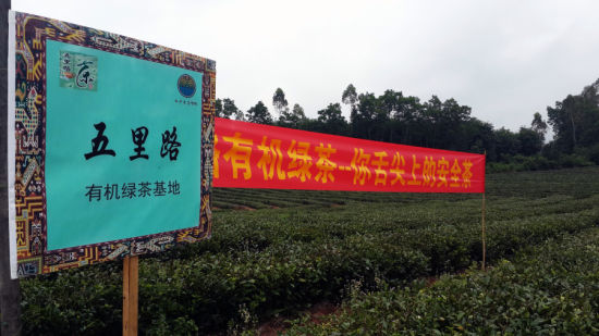无农药无化肥的“五里路有机绿茶基地”