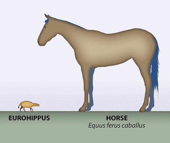 照片展示了一匹现代马和生活在4700万年前的Eurohippus messelensism的对比。