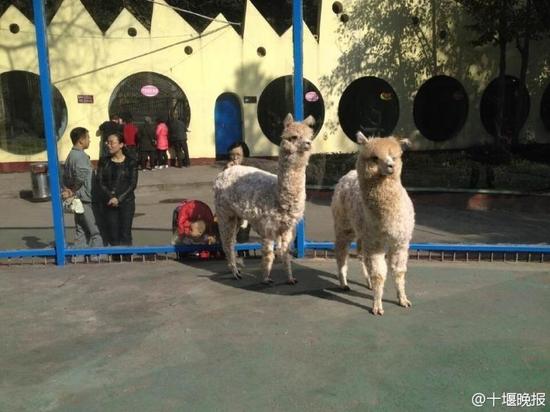 十堰市動(dòng)物園花費(fèi)8萬(wàn)多元購(gòu)進(jìn)兩只羊駝