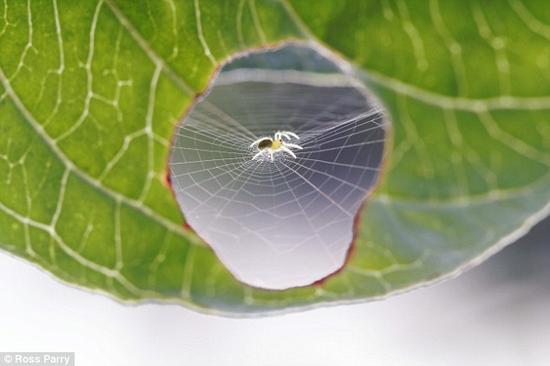 蛛在毛毛虫吃过叶子缺口中织网(图)|蜘蛛|织网|