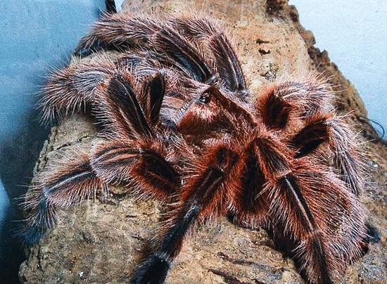 房里惊现大蜘蛛 拍死后方知是邻居家宠物_新浪贵州_新浪网