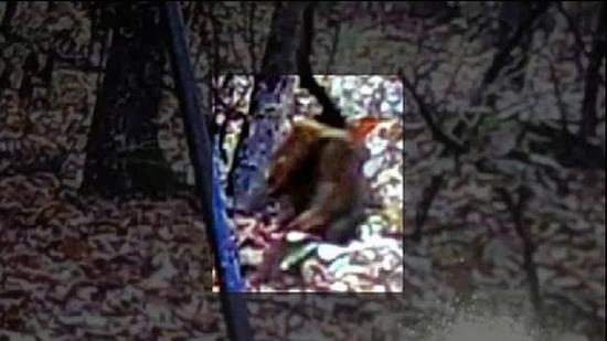 美国接连目击狗头人身怪物:长尖耳巨齿|怪物|不