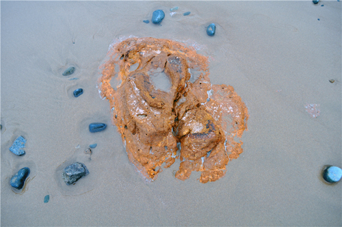 浙江舟山现艳红石滩 游客叹为观止(图)