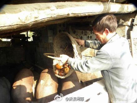 传南召400万斤黄梨滞销倒掉喂猪 实际只有20