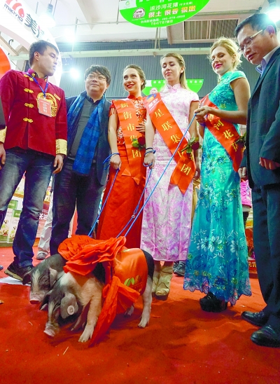 “洋妞遛土猪”现场。