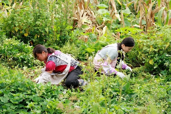 黄圣依出钱“倒贴”婆家 下跪敬茶显贤惠