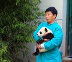 熊貓飼養(yǎng)員的一天