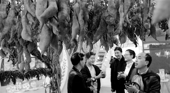 省农博会杭州举行 农业吉尼斯吸引眼球