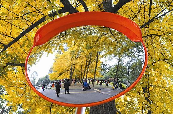 一大波成都银杏美景来袭