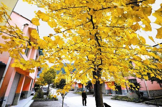 一大波成都银杏美景来袭