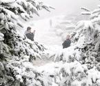 秦嶺飄雪 樹掛美景惹人憐