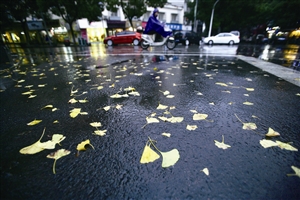 昨日,宁波江东南演武街,雨水将金黄色的银杏树叶打落在地