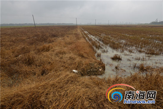 东路镇附近的大片耕地上的杂草已经枯黄