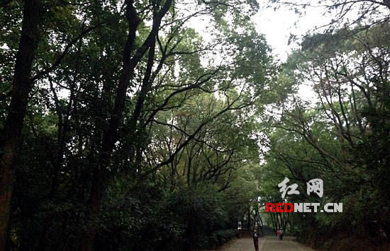 相比公园里非烧烤场的樟树林,树干下半部分同样没枝叶。只是树下的杂草没清理,所以更显得叶茂。