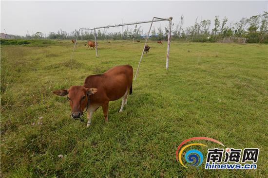 海南:种田成本高收益低 农民外出打工致农田抛