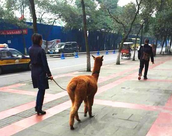 美女遛羊驼 图据微博网友