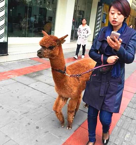 图据网络