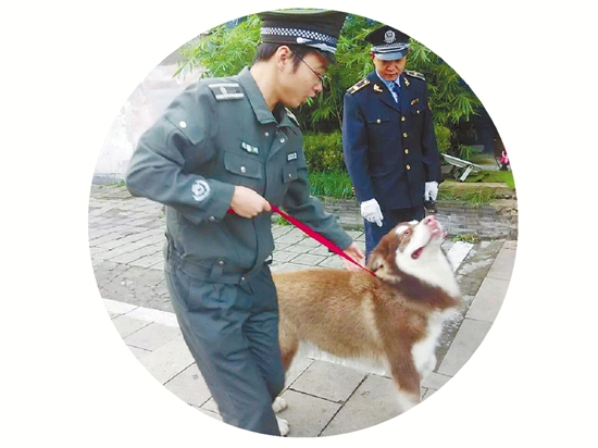 杭州有条呆萌哈士奇排队挤公交 还会逃票