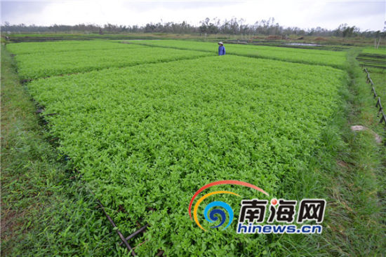 东路镇的蛟塘村部分农民把水稻改种水芹，效益不错。