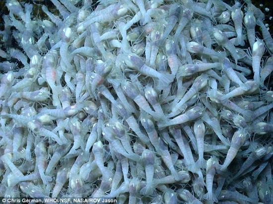 拥挤在深海热泉喷口附近的虾类“Rimicaris hybisae”。研究人员认为木卫二上或许也存在着类似的生命体。