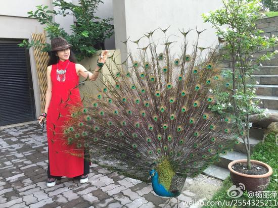 杨丽萍与开屏孔雀合影 网友:它向你致敬