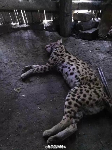 广西通报网传猎杀豹猫图片调查结果:豹猫实