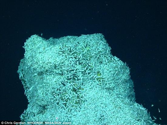 对这些深海“生命绿洲”的研究带来的一项收获是，他们注意到这里的一种名为“Rimicaris hybisae”的深海热泉虾类似乎存在同类相食的现象。