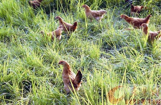 清华博士网上帮父卖鸡蛋 蛋壳易碎快递不接单