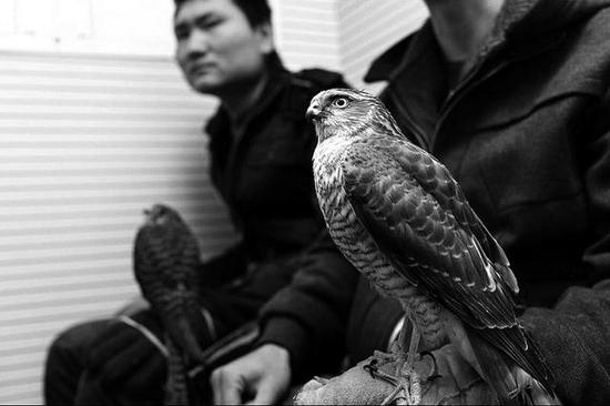 兩男子西倉(cāng)鳥市賣疑似二級(jí)保護(hù)鳥類被留置審查