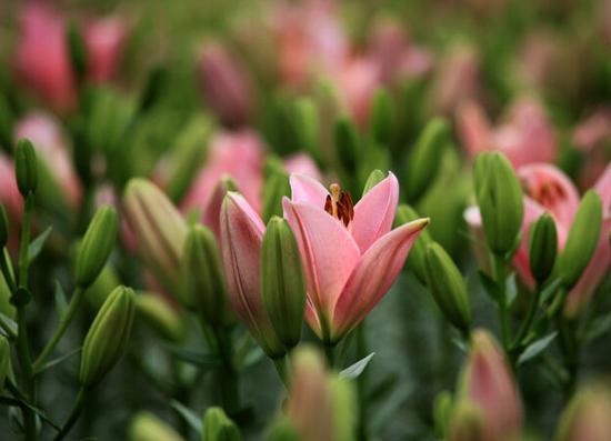荷兰百合花漂洋过海长春扎根 种球似蒜头