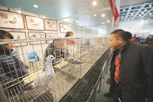 ͼΪ���Ÿ�չ��������������ǰ�����ͽ���