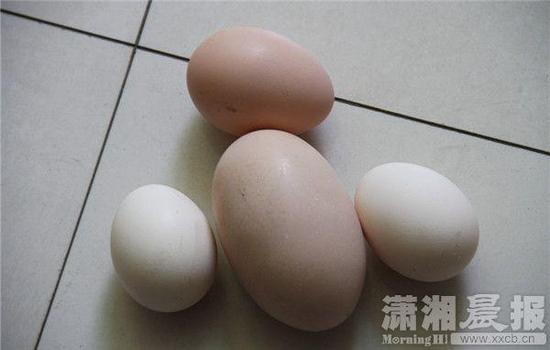 吉首一母鸡产下重达150余克巨型蛋。图/潇湘晨报通讯员 李文胜