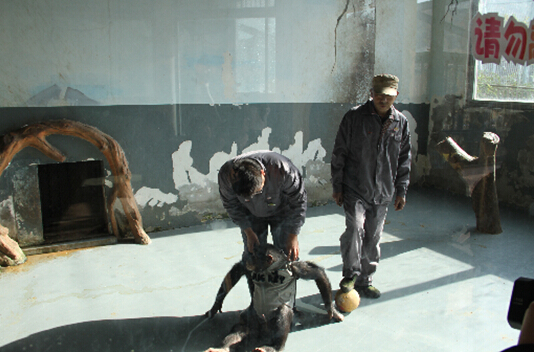 无锡动物园动物过冬各有妙招 河马室内泡温泉