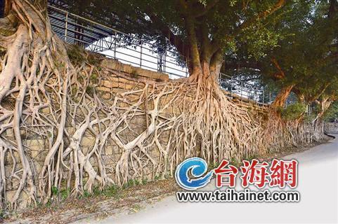 漳州400年古城墙垂下200米榕根让人称奇图