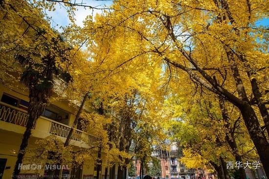 金色铺满校园 四川高校银杏美景哪家强
