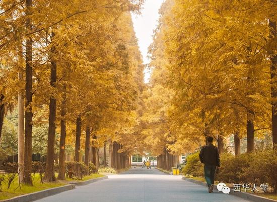 金色铺满校园 四川高校银杏美景哪家强