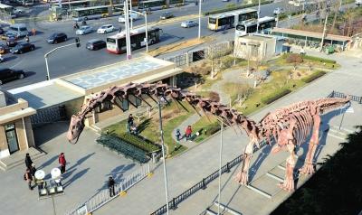 “巨型汝阳龙”首次在京一展真容。 京华时报记者范继文摄