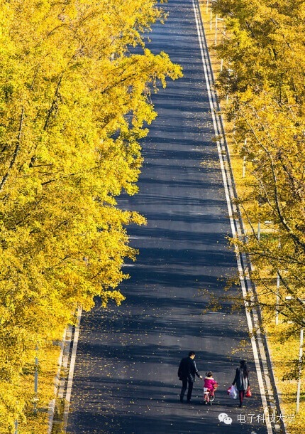 金色铺满校园 四川高校银杏美景哪家强
