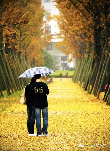 金色铺满校园 四川高校银杏美景哪家强
