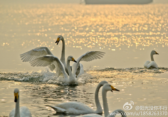 图:@阳光没你不行