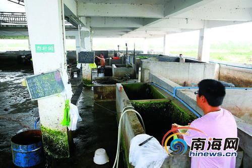 生猪定点私宰点大多环境脏乱差,隐患重重。