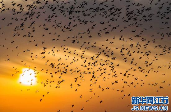 江苏连云港上演群鸟逐日景观