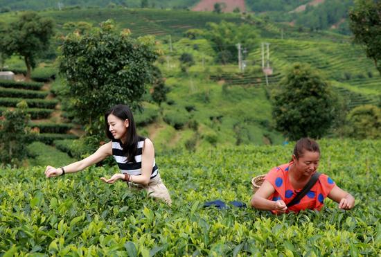 黄圣依化解茶园风波 圈内好人缘令人称道