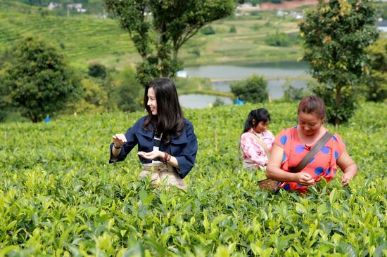 黄圣依化解茶园风波 圈内好人缘令人称道