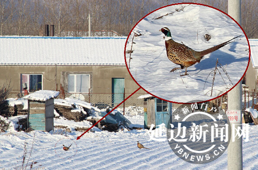 大雪封山缺食吃野鸡进村打牙祭(图)