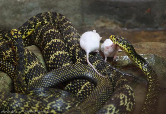 南京动物园小白鼠逆天啃食刚蜕皮大王蛇