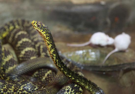 南京动物园小白鼠逆天啃食刚蜕皮大王蛇