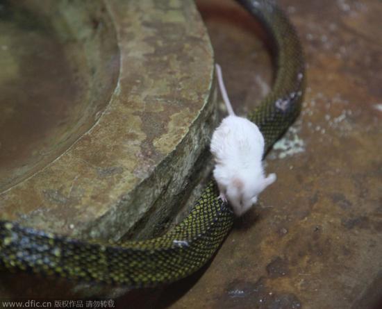 南京动物园小白鼠逆天啃食刚蜕皮大王蛇