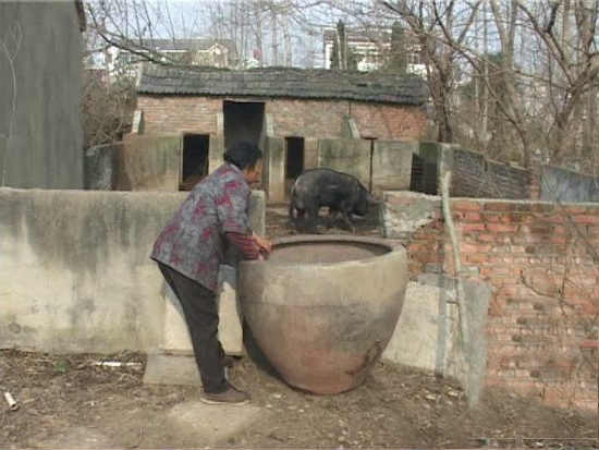 半年多没有母猪前来配种 公猪突然发飙咬伤老